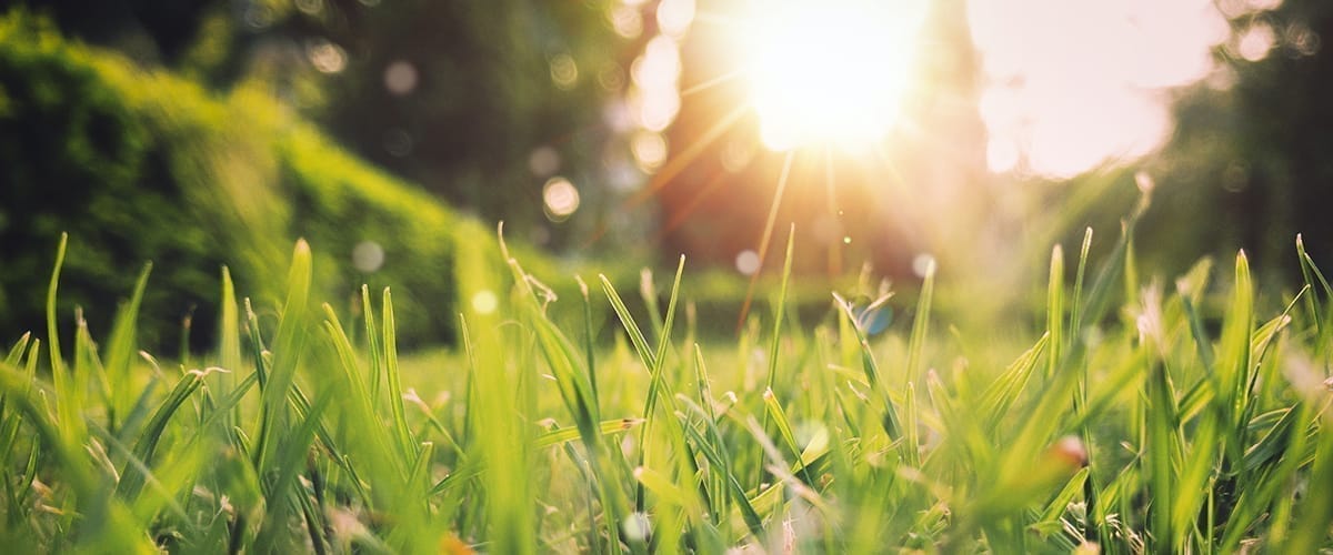 Lente web