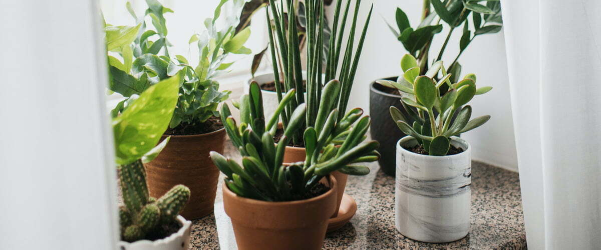 plantje.nl-web-1