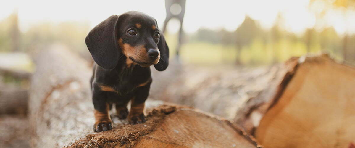 puppydag web