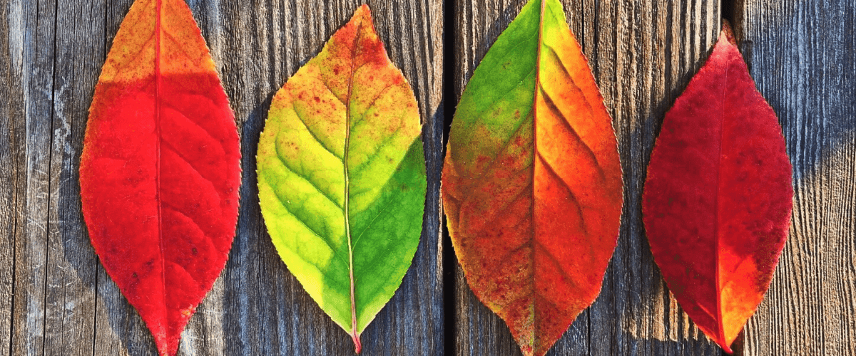 autumne